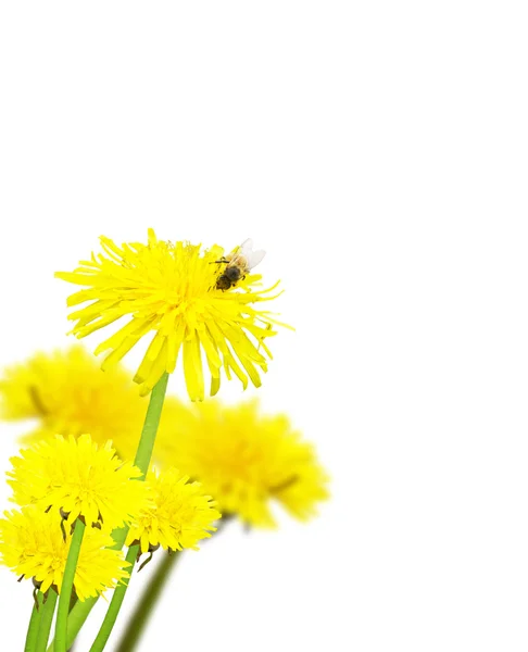 Daisies és a méhek — Stock Fotó
