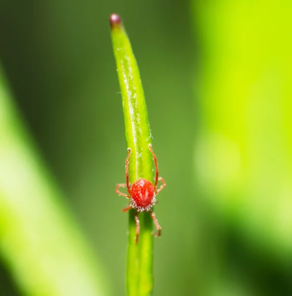 Ragno rosso — Foto Stock