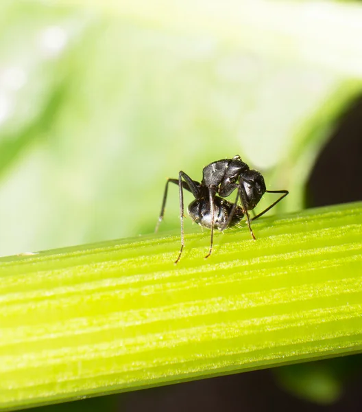 The ant — Stock Photo, Image