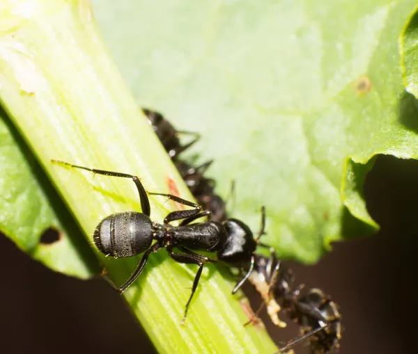 The ant — Stock Photo, Image