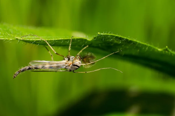 Scorpion lacrymogène — Photo