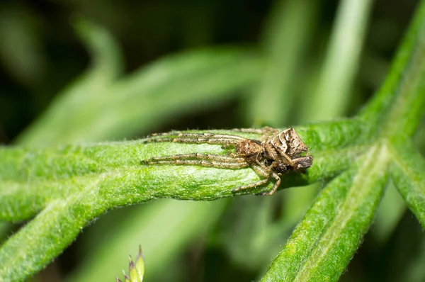 Crab spiders — Stock Photo, Image