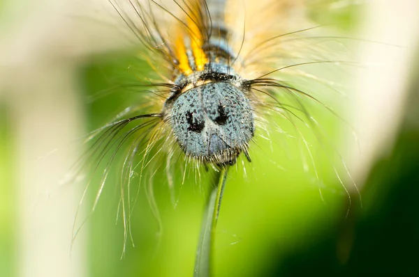 Caterpillar — Stock Photo, Image