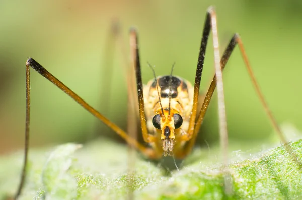 Mosquito scorpion lacewing — Stock Photo, Image