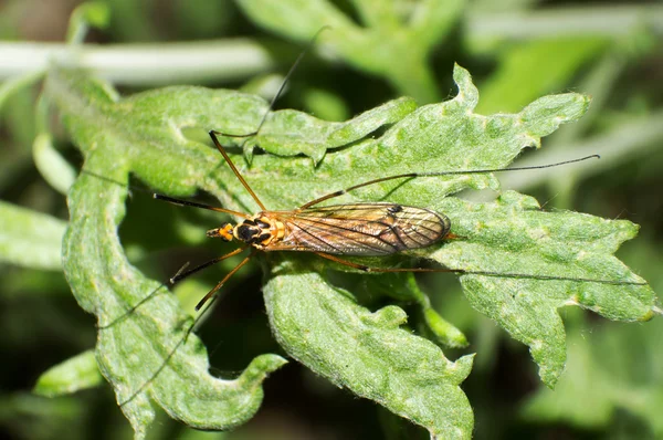 Komara Skorpion lacewing — Zdjęcie stockowe