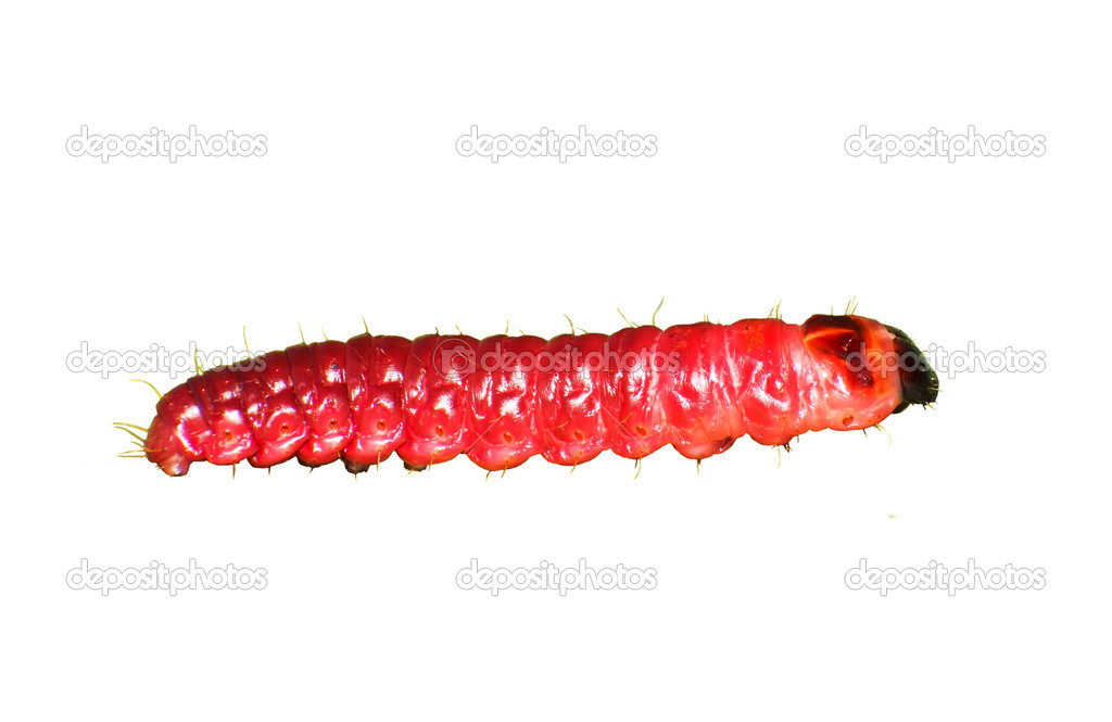 Cossus cossus larvae