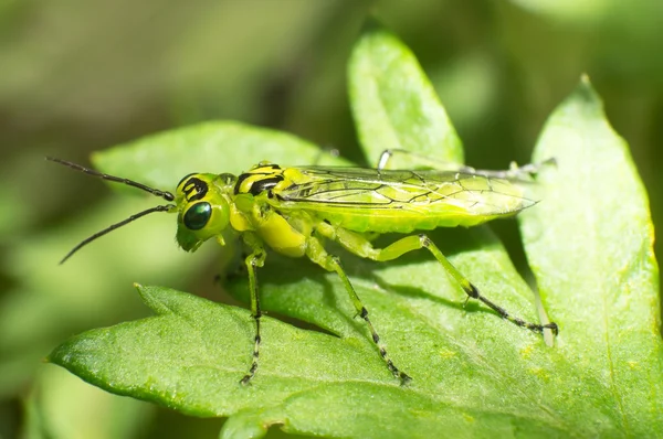 Green gadfly — Stock Photo, Image