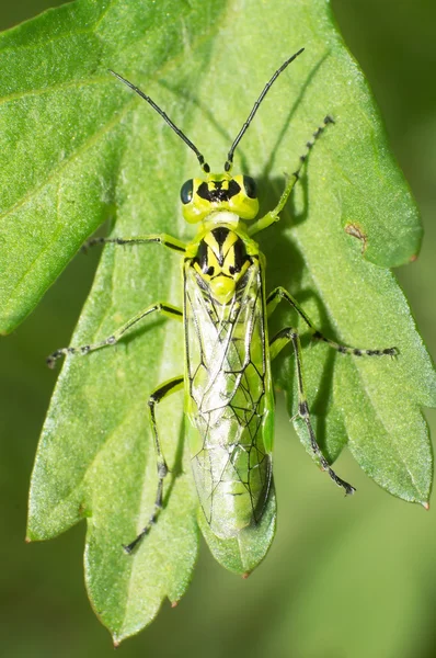 Green gadfly — Stock Photo, Image