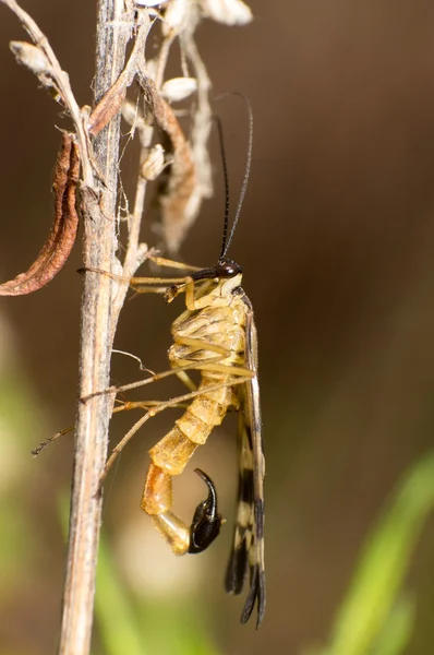 Mouche du scorpion — Photo