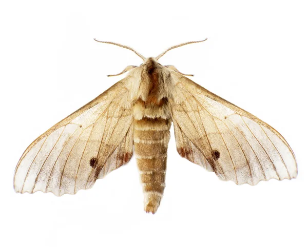 Moth — Stock Photo, Image