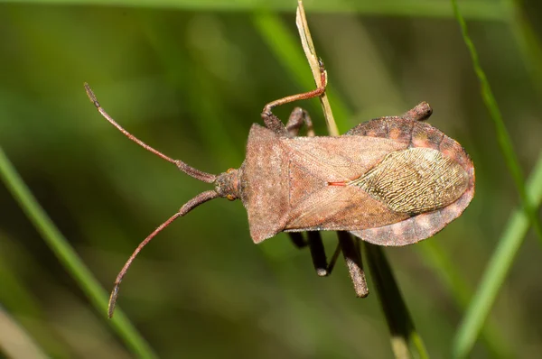 Brown stinkbug — Stock Photo, Image