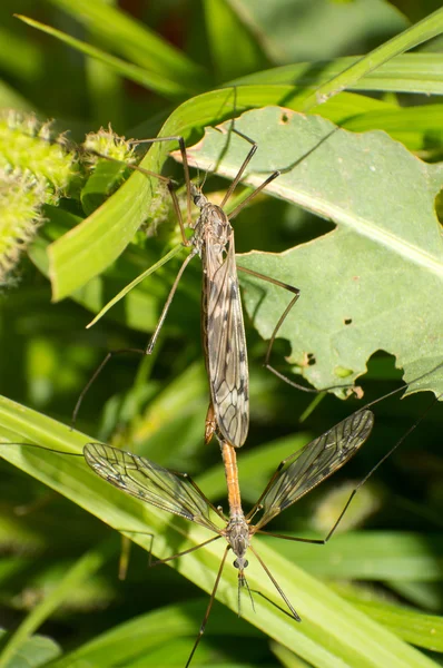 Paarungsschwebfliege — Stockfoto