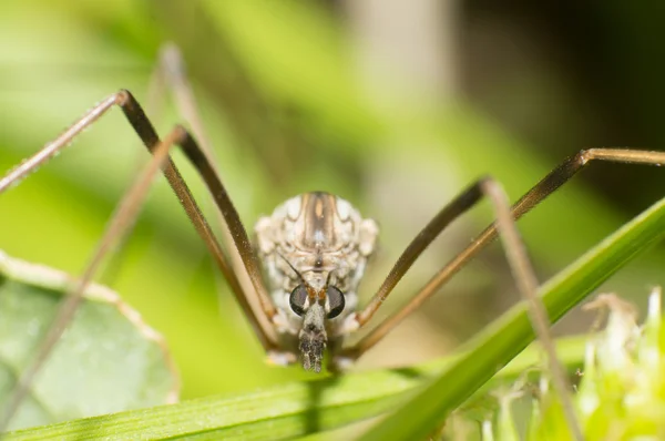 Hanging fly compound eye — Stock Photo, Image