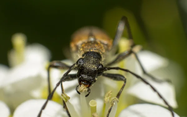 Carabidae — 스톡 사진