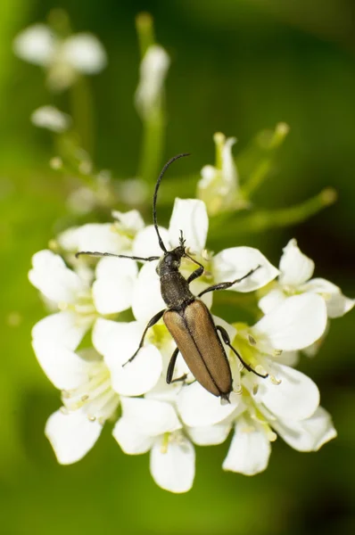 Carabidae and flowers — Stock Photo, Image