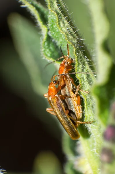 Escarabajos macho y hembra —  Fotos de Stock