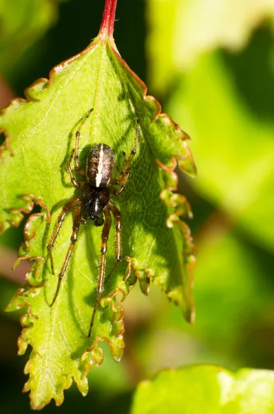 Крабовый паук — стоковое фото