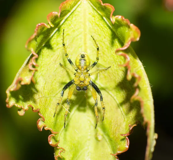 Araña cangrejo —  Fotos de Stock