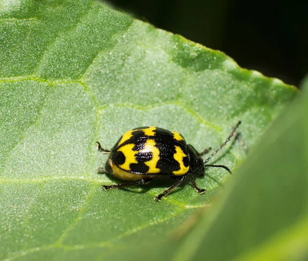 Leaf beetle — Stock Photo, Image