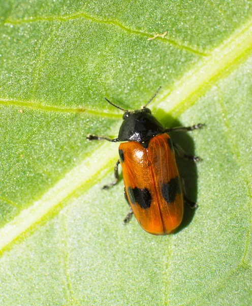 Leaf beetle — Stock Photo, Image