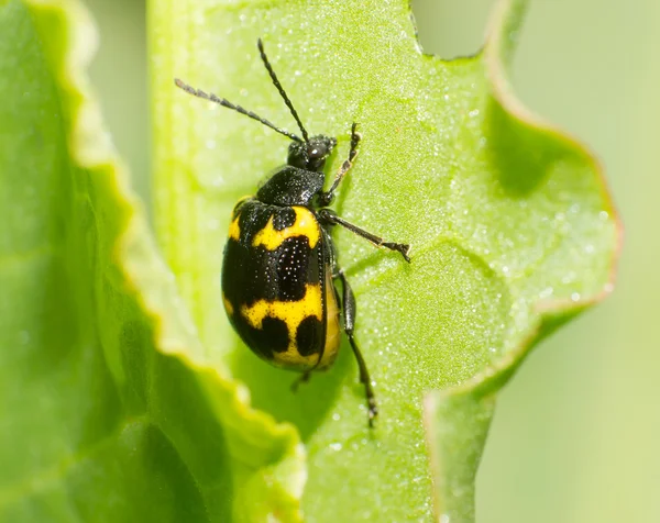 Leaf beetle — Stock Photo, Image