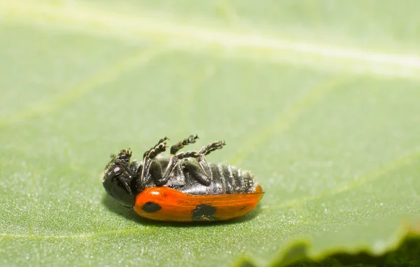 Blattkäfer — Stockfoto