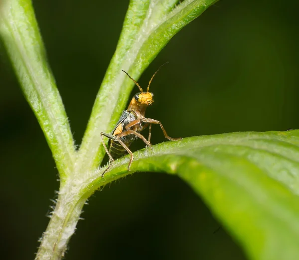 Beetle — Stock Photo, Image