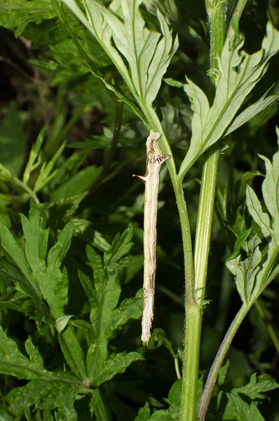 Carpenterworm — Stock Photo, Image