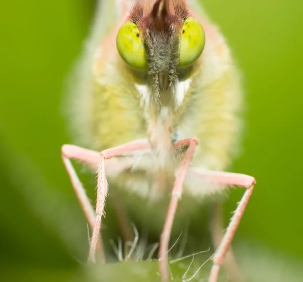 Butterfly eyes — Stock Photo, Image