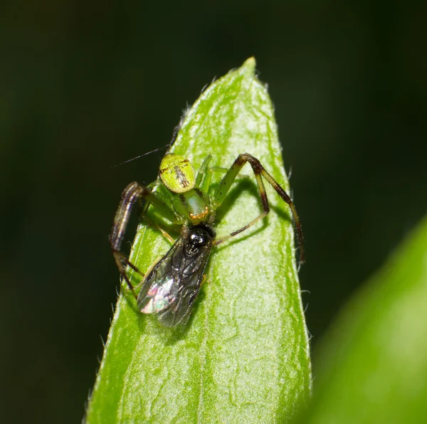 Araña cangrejo —  Fotos de Stock