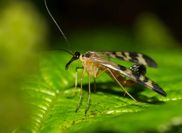 Scorpion fly — Stock Photo, Image
