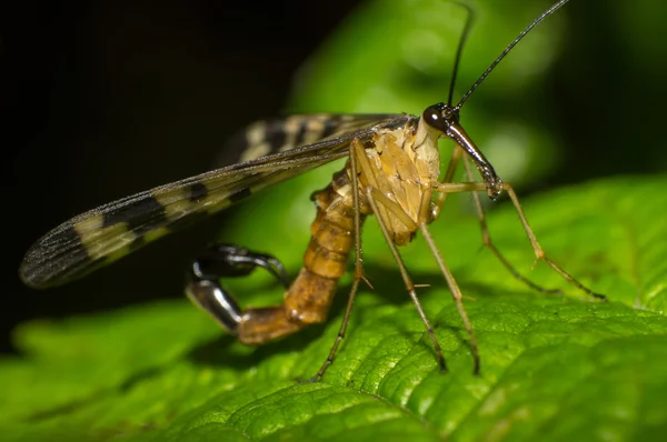 Skorpionsfliege — Stockfoto