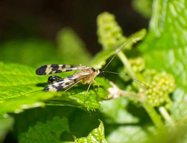 Scorpion fly — Stock Photo, Image