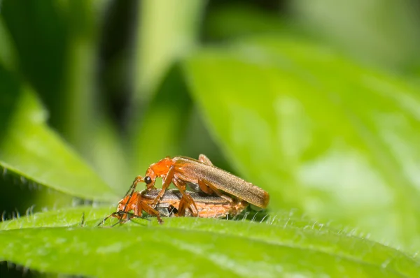 甲虫 — 图库照片