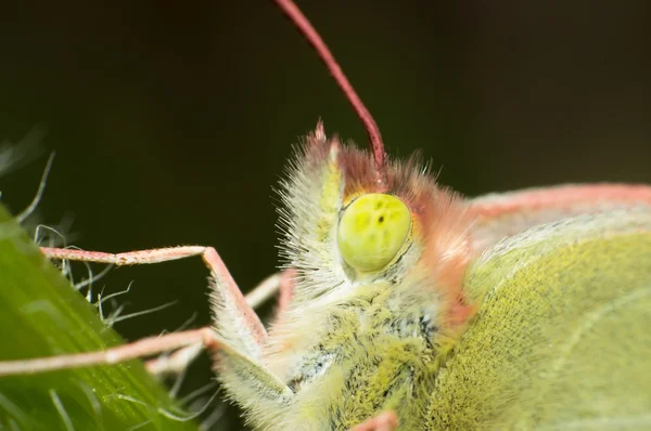 Olhos de borboleta — Fotografia de Stock