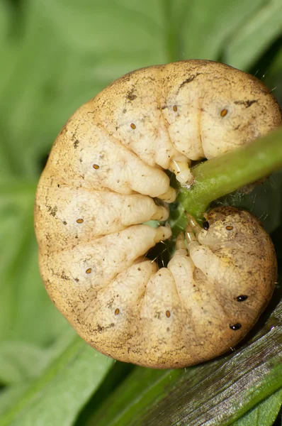 Caterpillars — Stock Photo, Image