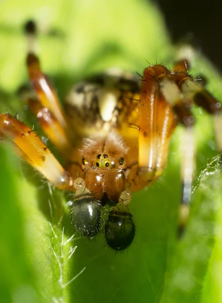 Spiders — Stock Photo, Image