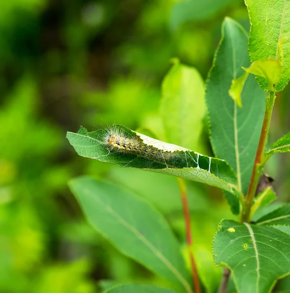 Caterpillars — Stock Photo, Image