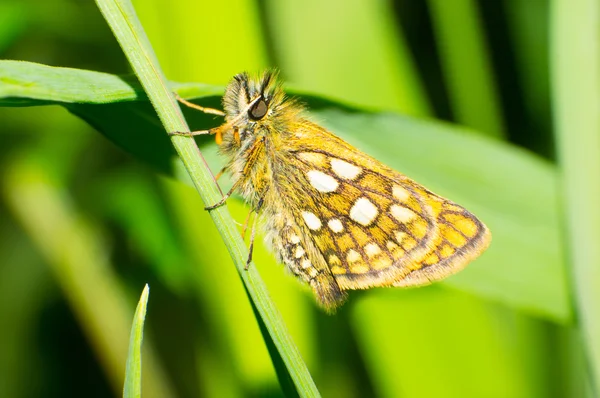 Borboleta — Fotografia de Stock