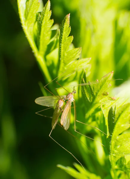 Grandes mosquitos — Fotografia de Stock