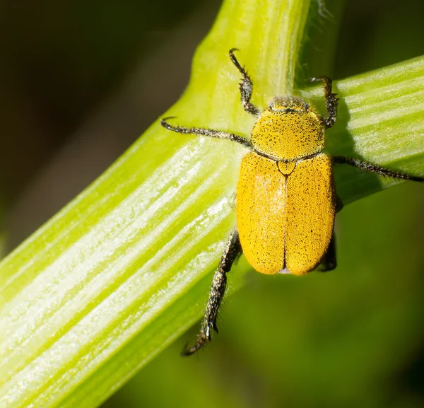 Escarabajo dorado —  Fotos de Stock