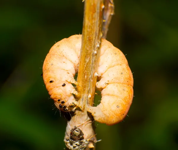 Caterpillar — Stock Photo, Image