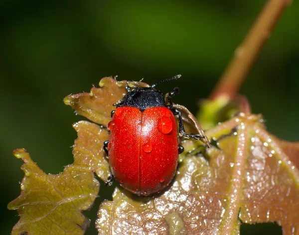 Red leaf beetle — Stock Photo, Image