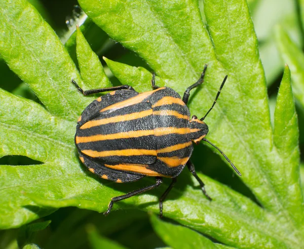 Cimice puzzolente — Foto Stock