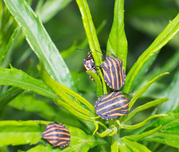 Four stinkbug — Stock Photo, Image