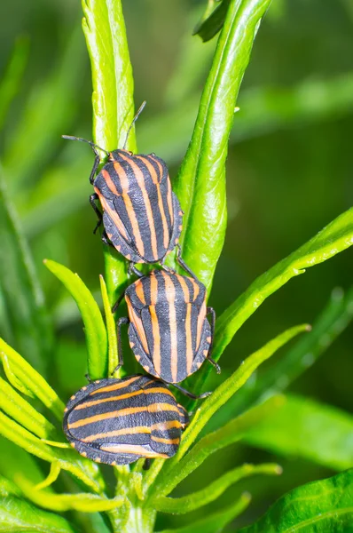 Stinkbug на Тічка — стокове фото