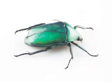 Yeşil scarab