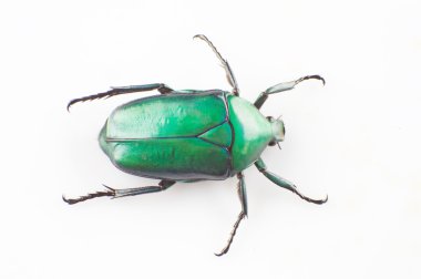 Yeşil scarab