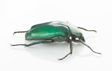 Yeşil scarab