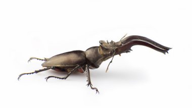 Lucanus hermani Delisle